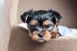 Yorkie pups looking for a new home