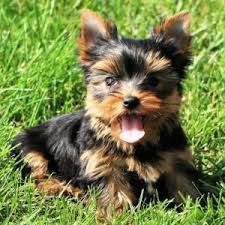 Gorgeous yorkie puppies for rehoming
