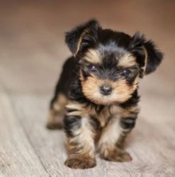 Yorkies available 2/14/2022!!