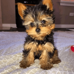 Stunning Yorkie puppy for Sale