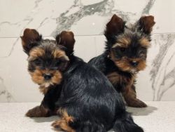 Adorable Two Yorkie Terrier Girls!!!