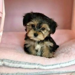Stunning Yorkie Puppy For Sale