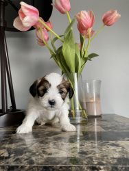 Adorable 7 Week Old Dog For Sale (Yorkie-Apso)