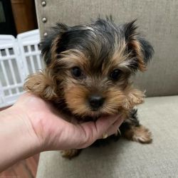Stunning Puppy For Sale