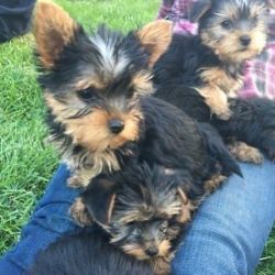 Miniature Yorkie breed for sale