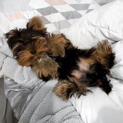 Yorkie terrier breed to buy at a good sale price