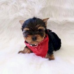 Yorkie mini female puppy for sale