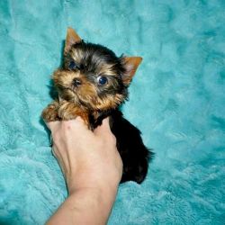 Yorkie newborn baby black with coffee at an affordable price
