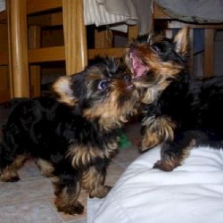 Black and brown yorkie puppies
