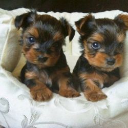 Yorkie mini toy male and female to buy at the best sale price