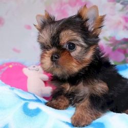 Yorkie terriers for sale