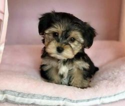 Stunning Yorkie Puppy For Sale