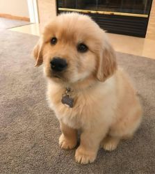 Stunning Puppy for sale