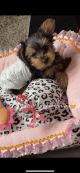 Yorkie pup for sale