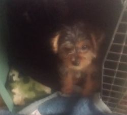Yorkiepoo male ready for loving home. 3 months old very small .. Paren