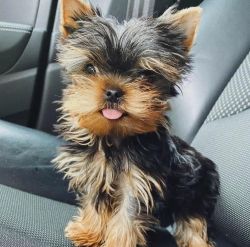 We have yorkie pup looking for a new home