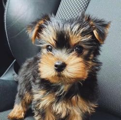 We have yorkie pups looking for a new home