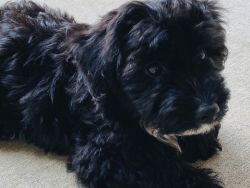 YorkiePoo a little under 2, super friendly and family-oriented