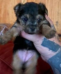 YORKIE FEMALE PUPPY AVAILABLE AND READY TO GO HOME