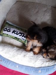 Yorkie poo/pomchi mix puppies for sale