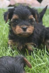 Yorkie ready to go to a new home