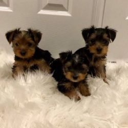 A purebred yorkie pups for sale