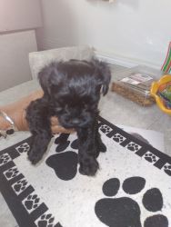 Hi we are selling 2 babies puppies Yorkies poo $450 shots included