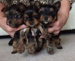 Adorable Yolkier puppies