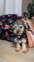 1 boy yorkipoo looking for their forever homes