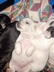 Yorkiepoo puppies in need of everlasting home