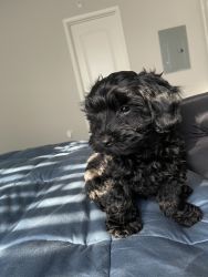 YorkiePoo for sale cute, loving, loves to take naps with you and still