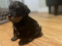 Yokiepoo puppies for sale in Connecticut. Ready in 3 weeks and are be.