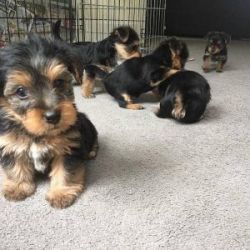 Yorkshire Terrier Puppy for you