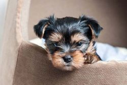 adorable Yorkie for you