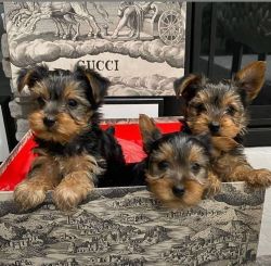 Yorkie puppy available for sale