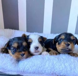 Yorkie puppies for adoption