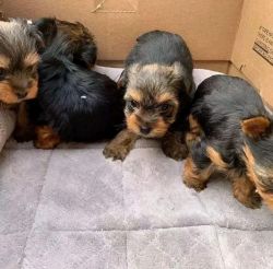 Yorkie puppies available for adoption.