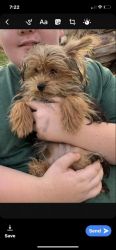 Adorable Yorkie-poo Puppies to be rehomed