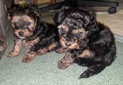Yorkie-Poo Puppies - Almost 6 Weeks Old - 2M/1F