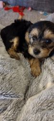 Yorkipoos for Sale in Ga