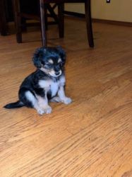 Yorkie Pup (10 weeks old)