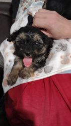 Male Yorkie-poo calm and best personality!