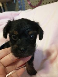 Female Yorkie-poo adorable and sweet