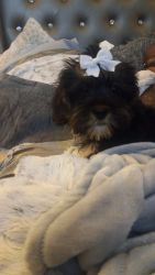 Yorkie poo puppies are vet checked they have first shots and worme