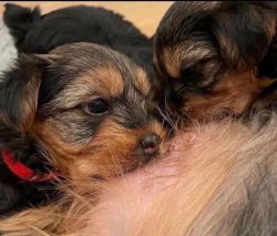 healthy yorkie puppies