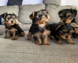 Yorkie puppies available now text me on my snap @ d_sophia235148