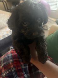 YorkiePooh Puppy for sale