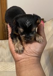Cutest puppies for Sell