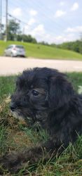 Yorkiepoo puppy for sale