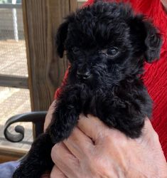 Yorkiepoo puppies available now. Home raised